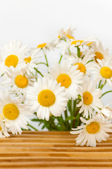 Fototapeta premium Margeriten, Leucanthemum vulgare, Sommerblumen