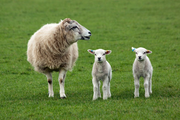 Obraz premium Sheep and two lambs in field