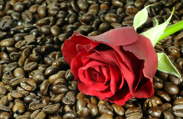 rosa rossa e caffè