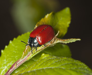 Red poplar leaf beetle (Chrysomela populi) Macro photo.