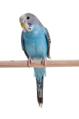 Obraz premium blue budgie