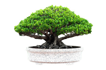 bonsai tree Isolated on white background