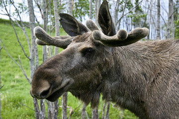 moose