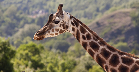 Giraffe