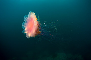 jellyfish under water in sea of japan, Russia © Anion
