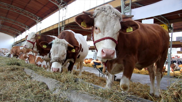 Cows and Bulls on Farm, Simmental