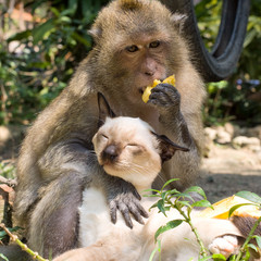 Monkey playing with a domestic cat , Thailand .