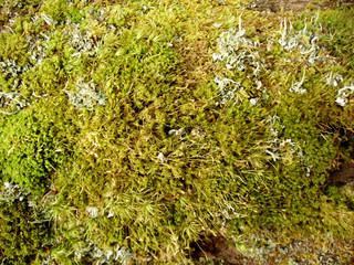 Moss and lichen