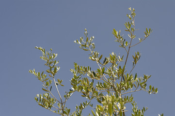 feuilles d'olivier