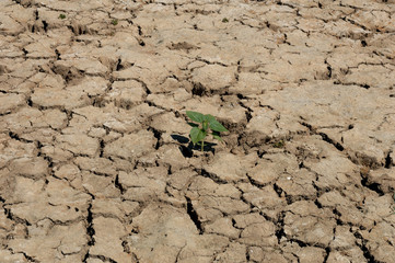 sécheresse agricole