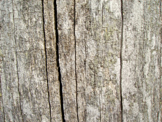 Background from very old wood