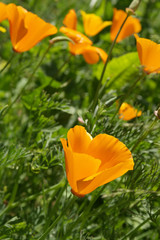 Fototapeta premium fleurs sauvages