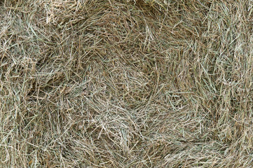 Hay texture