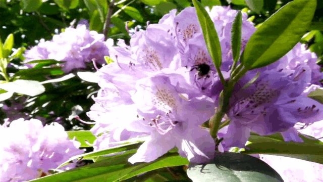 Honigsuche in Rhododendronbl&uuml;te
