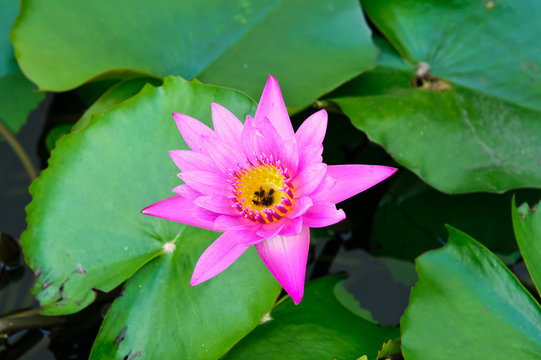 pink water lily with fly
