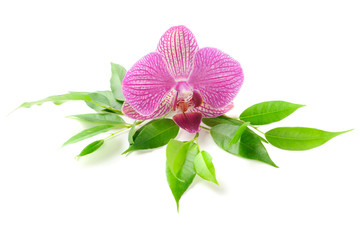 Naklejka premium Orchid