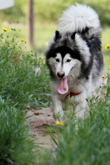 Alaskan Malamute
