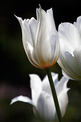 Fototapeta premium White beautiful tulips