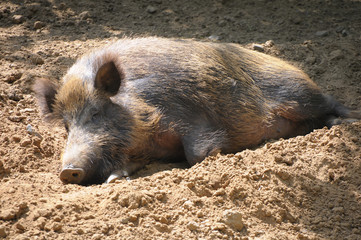 wildschwein in suhle