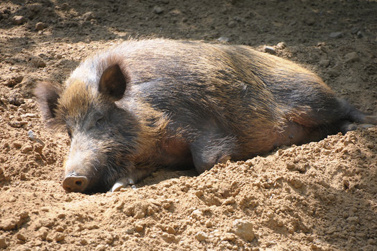 wildschwein in suhle