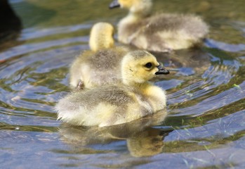 bébés outardes