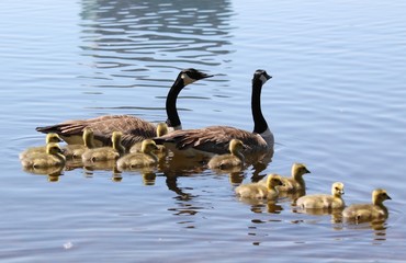 petite famille
