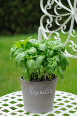 basilic