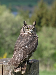 Long-eared Owl (asio otus) on a tree stumb