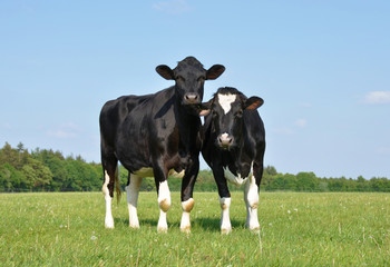 Two beautiful young curious cows in a meadow