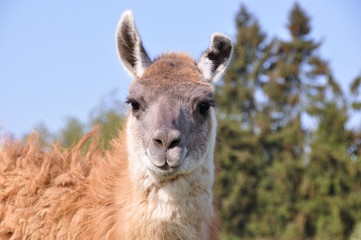 Close-up of a domestic llama (Lama glama)