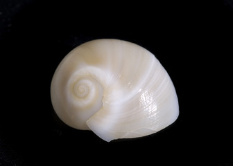 conchiglia su sfondo nero