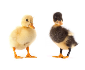 The small duckling