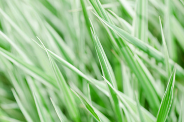 Fototapeta premium Fresh green grass
