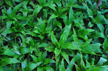 Green plant