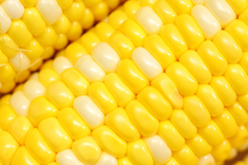 Corn close-up.