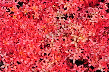 Fototapeta premium Red pin flower