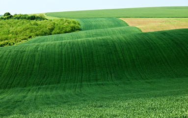Green wheat field landscape