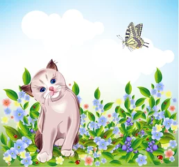 Poster de jardin Coccinelles petit chaton aux yeux bleus au pré