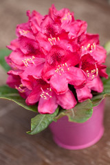 Rhododendron