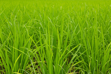Rice field