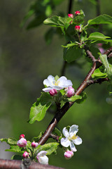 Branch  of an apple-tree in bloom.