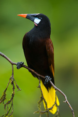 Montezuma Oropendola in Costa Rica