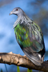 Colorful Pigeon Close Up Portrait