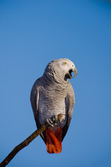 Obraz premium African Grey Parrot over blue sky