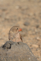 Trumpeter Finch