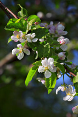 Branch  of an apple-tree in bloom.