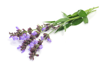 salvia flowers