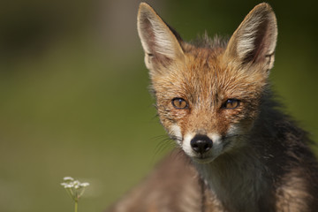 wild fox