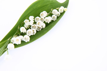 Lily of the valley flowers with a leaf on white background