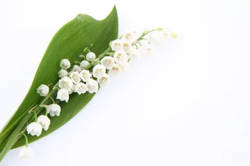 Abwaschbare Fototapete Maiglöckchen Maiglöckchen blüht mit einem Blatt auf weißem Hintergrund
